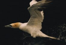 FT Weekend Magazine – 金融时报周刊电子版PDF 2022年8月20日