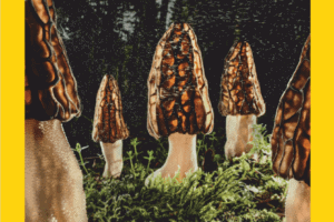 美国国家地理杂志-2024-04 National Geographic