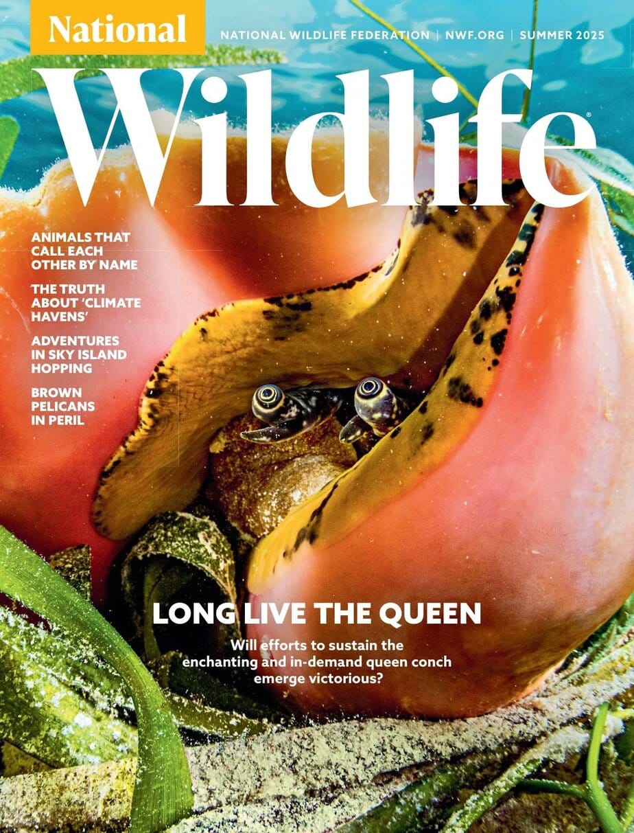 National Wildlife 下载 2025-Summer 国家野生动物杂志 National Wildlife 下载 2025-Summer 国家野生动物杂志