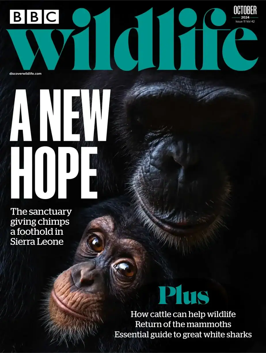 BBC Wildlife-2024-10 野生动物杂志 外刊下载