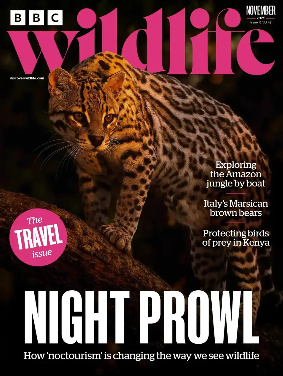 BBC Wildlife 2025-11 野生动物杂志 外刊下载