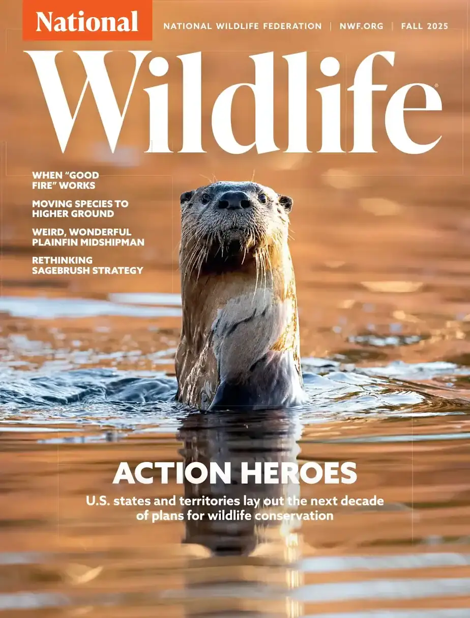 National Wildlife 2025-Fall 国家野生动物杂志 外刊下载
