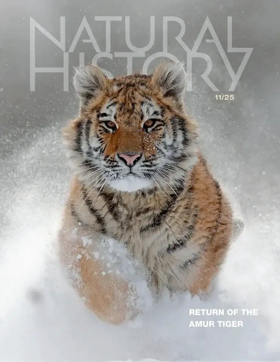 Natural History 2025-11 自然历史杂志