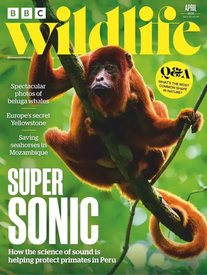 BBC Wildlife 2026-04 野生动物杂志