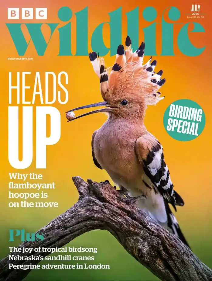 BBC Wildlife 2026-07 野生动物杂志